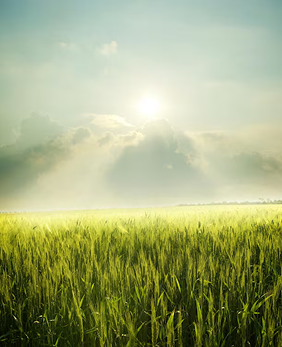 Farmed in Fertile Ground